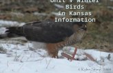 Unit V Winter Birds in Kansas Information. How to identify birds How to identify birds How to identify birds Here is a general outline for how to identify.