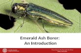 Preparing for the Emerald Ash Borer  Emerald Ash Borer: An Introduction David Cappaert, Michigan State University, bugwood.org.