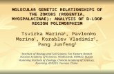 MOLECULAR GENETIC RELATIONSHIPS OF THE ZOKORS (RODENTIA, MYOSPALACINAE): ANALYSIS OF D-LOOP REGION POLIMORPHISM Tsvirka Marina 1, Pavlenko Marina 1, Korablev.