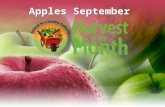 Apples September. Eat Your Colors Fruits and vegetables come in a rainbow of   and vegetables come in a rainbow of colors. Apples can be red,