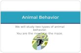 We will study two types of animal behavior. You are the mouse in the maze. Animal Behavior.