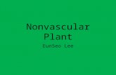 Nonvascular Plant EunSeo Lee. Nonvascular Plant definition A group of plants that do not have a vascular system(xylem and phloem) ☞ Xylem: a vascular.