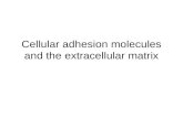 Cellular adhesion molecules and the extracellular matrix.