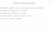 1 Protein glycosylation Adds another layerof structure and specificity to proteins Can enhance the function of a protein Can extend the lifetime of a protein.