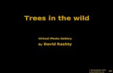 © David Rashty 2003 rashty@addwise.com (1) Trees in the wild Virtual Photo Gallery By David Rashty.