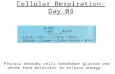 Cellular Respiration: Day 04 Process whereby cells breakdown glucose and other food molecules to release energy.