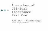 Anaerobes of Clinical Importance Part One MLAB 2434 – Microbiology Keri Brophy-Martinez.