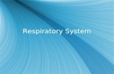 Respiratory System. identify and give functions for the following structures: - Nasal cavity  Larynx  alveoli  Trachea  diaphragm and ribs  Bronchi.