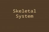 Skeletal System. Bone Classification a.Long bones b.Short bones c.Flat bones d.Irregular bones e.Sesamoid bone.