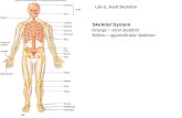Skeletal System Lab 6, Axial Skeleton Orange = axial skeleton Yellow = appendicular skeleton.