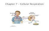 Chapter 7 – Cellular Respiration. Pathways I. Glycolysis and Fermentation A.Harvesting Chemical Energy 1. Glycolysis – biochemical pathway in which glucose.
