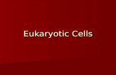 Eukaryotic Cells. Eukaryotic organisms Algae Algae Protozoa Protozoa Fungi Fungi Plants Plants Animals Animals.