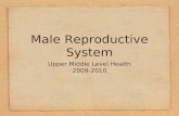 Male Reproductive System Upper Middle Level Health 2009-2010.