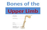 The skeleton consists of: Bones: special connective tissue, hard. Cartilage: special connective tissue, less hard than bones. Joints: joint is the location.