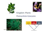 2006-2007 Kingdom Bacteria Kingdom Archaeabacteria Domaine Eukaryote Common ancestor Kingdom: Plants Photosynthetic Eukaryotes.