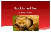 Rockin red fox by Hailey Sanchez ï€ A fox is red and has a white and red on its tail. ï€ They are very good hunters and jumpers. ï€ The red fox are also