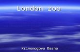 London zoo Krivonogova Dasha. In London there is a very old zoo, which many children with their parents and friends visit it every day.