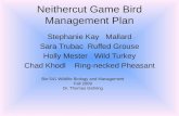 Neithercut Game Bird Management Plan Stephanie Kay Mallard Sara Trubac Ruffed Grouse Holly Mester Wild Turkey Chad Khodl Ring-necked Pheasant Bio 541 Wildlife.
