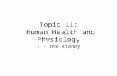 Topic 11: Human Health and Physiology 11.3 The Kidney.