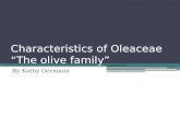Characteristics of Oleaceae “The olive family” By Kathy Germann.