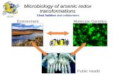 Chad Saltikov and collaborators Microbiology of arsenic redox transformations Molecular GeneticsEnvironment Public Health UCSC.