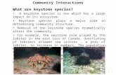 Community Interactions What are keystone species? A keystone species is one which has a large impact on its ecosystem. Keystone species plays a major role.