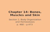 Chapter 14: Bones, Muscles and Skin Section 1: Body Organization and Homeostasis p. 468 – p.473.