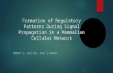 Formation of Regulatory Patterns During Signal Propagation in a Mammalian Cellular Network ROBERT D. BLITZER, RAVI IYENGAR.