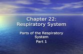 Chapter 22: Respiratory System Parts of the Respiratory System Part 1.