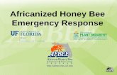 Africanized Honey Bee Emergency Response .