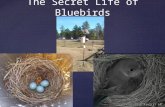 { The Secret Life of Bluebirds. Different birds build different kinds of nests Some are BIG. The bald eagle’s nest can be more than 6 feet across- big.