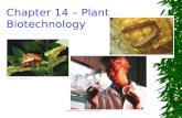 Chapter 14 – Plant Biotechnology. What is plant biotechnology?  Manipulating plants and plant parts for practical uses –Improved food crops  Higher.