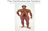 The Cardiovascular System:. Heart Location The heart is located in the center of the chest in an area called the mediastinum.