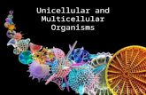 Unicellular and Multicellular Organisms. Unicellular Organisms  Unicellular organism are one celled living things.  Algae are one celled organisms that.