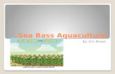 Sea Bass Aquaculture By: Eric Brown. What species are used? European seabass ( Dicentrarchus labrax ) Sometimes marketed as Mediterranean Sea Bass. Black.
