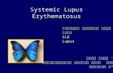 Systemic Lupus Erythematosus ×–××‘× ××“×‍× ××™× ×‍×¢×¨×›××™× ×–××‘× SLE Lupus ×“×¨' ×“×¤× ×” ×¤××¨×