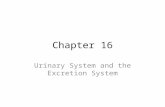Chapter 16 Urinary System and the Excretion System.