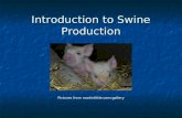 Introduction to Swine Production Pictures from martinlittle.com:gallery.