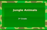Jungle Animals 3 rd Grade. All Kinds of Animals!  There are all different kinds of interesting animals in the jungle. Here is a picture of an anteater.
