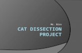 Mr. Biro. Table of Contents  Pop Quiz Pop Quiz  Pop Quiz Answers Pop Quiz Answers  Assignment During Cat Dissection Assignment During Cat Dissection.