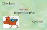 Chicken Reproductive System Female. Chicken Reproductive System.