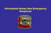 Africanized Honey Bee Emergency Response. Yellow Jacket,Wasp vs Bee Yellow Jackets, Wasps can sting multiple times. Honey bees can sting animals but.