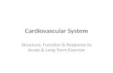 Cardiovascular System Structure, Function & Response to Acute & Long Term Exercise.