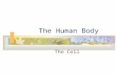 The Human Body The Cell. Chemistry of Living Things The stuff of life Elements: pure substance that cannot be broken down into any simpler substances.