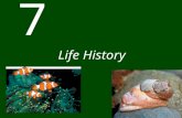 7 Life History. Chapter 7 Life History CONCEPT 7.1 Life history patterns vary within and among species. CONCEPT 7.2 Reproductive patterns can be classified.