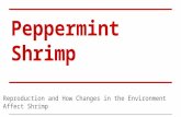 Peppermint Shrimp Reproduction and How Changes in the Environment Affect Shrimp.