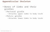© 2013 Pearson Education, Inc. Appendicular Skeleton Bones of limbs and their girdles –Pectoral girdle Attaches upper limbs to body trunk –Pelvic girdle.