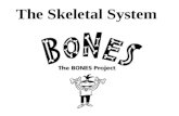 The Skeletal System.  Parts of the skeletal system  Bones (skeleton) – 20% of your body mass  Joints – junction of 2 or more bones  Cartilages - connective