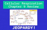Cellular Respiration Chapter 9 Review JEOPARDY! HavingABreakdownLocation,Location,Location! What’s In A Name?MolecularMix-UpAnaerobicWorkout Final Jeopardy!#1Final.