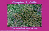 Chapter 3: Cells The smallest part of you Lectures by Mark Manteuffel, St. Louis Community College.
